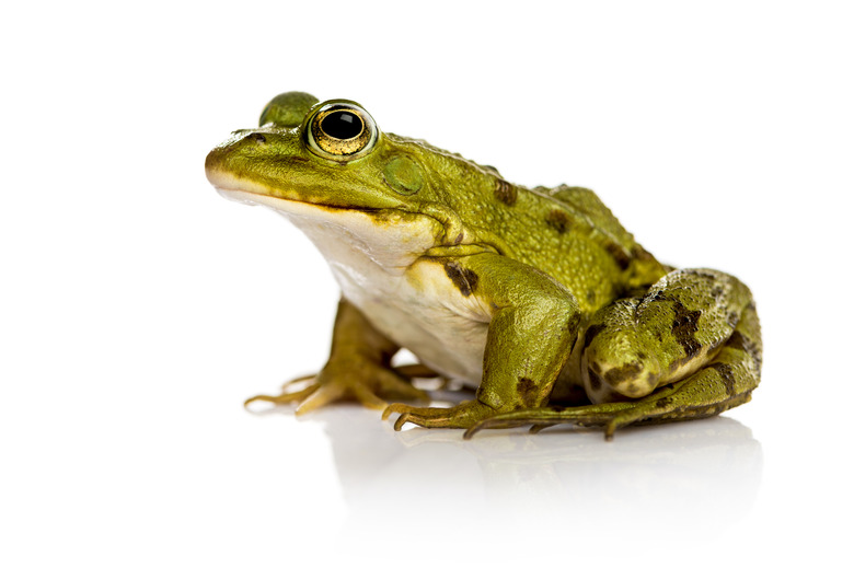 Common Water Frog in front of a white background