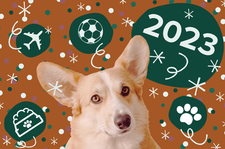 corgi on brown background with green circles, fun confetti and the text 