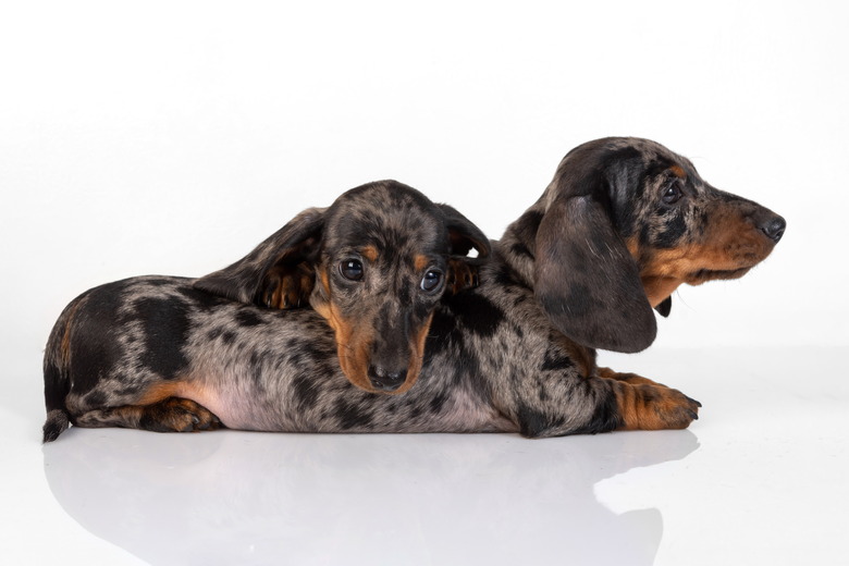 Dachshund hair fashion loss on ears