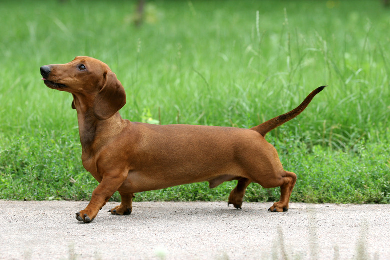 Dachshund hair loss treatment hotsell