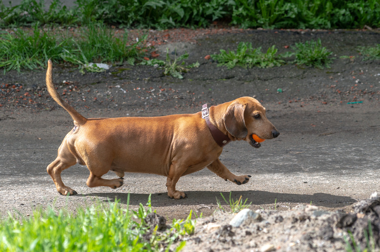 Dachshund playing with an orange ball