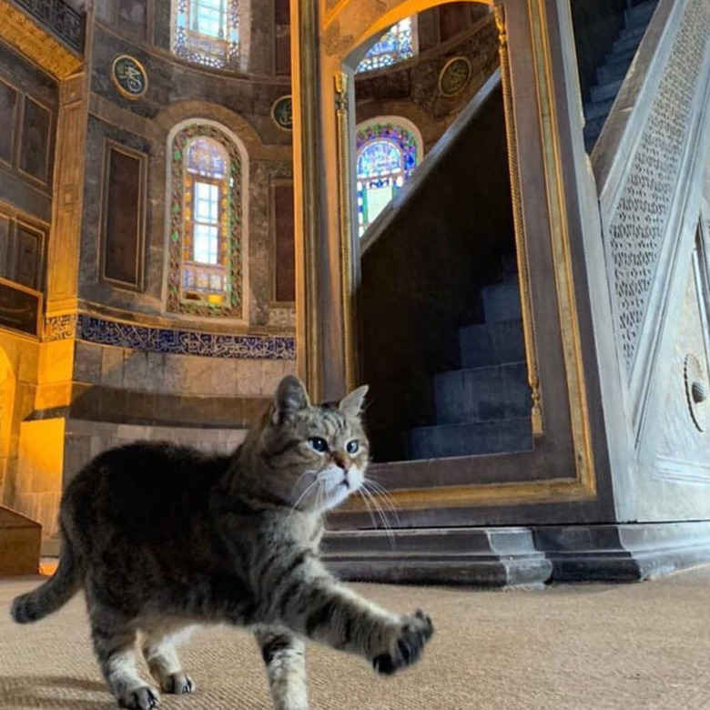 Cat strolling confidently through mosque.