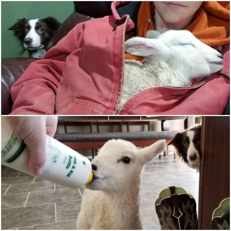 Border Collie looking on as human holds and bottle feeds a lamb