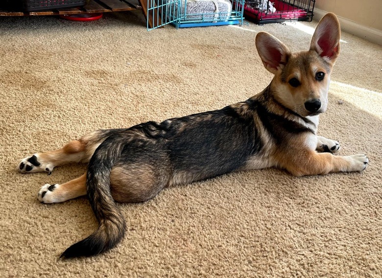 Corgi/German Shepherd mix doing a great sploot