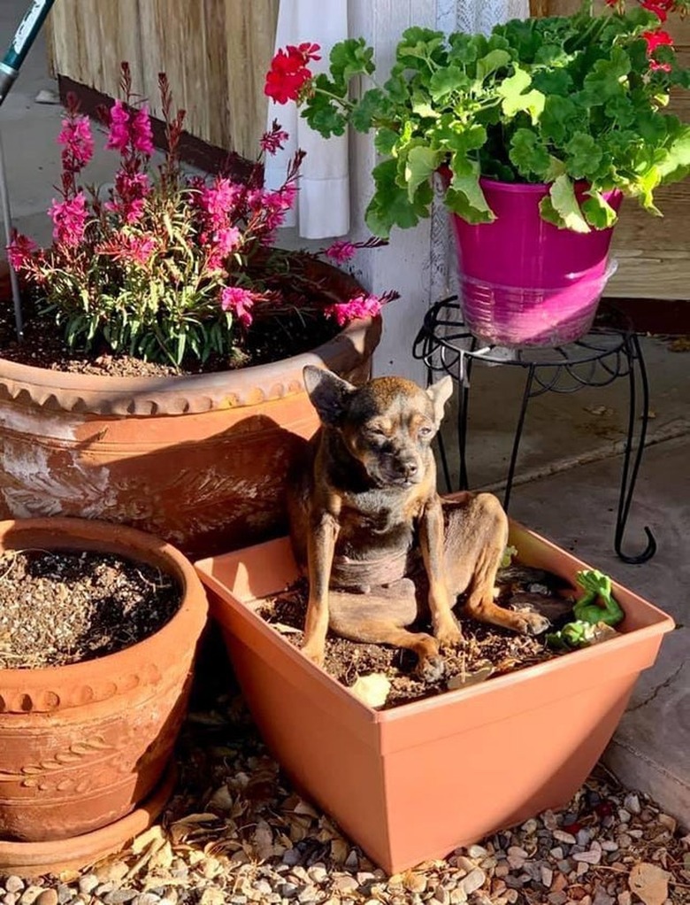 Small dog sitting in flower pot.