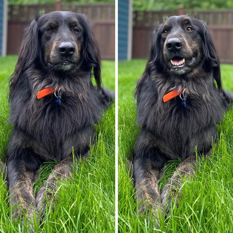 Happy-looking dog