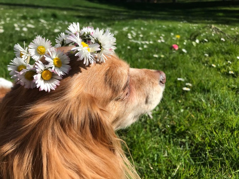 Dog in a grassy field wearing a flower crown