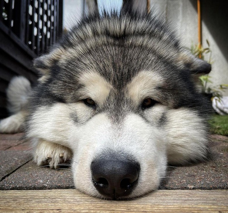 Close up of a Malamute's face