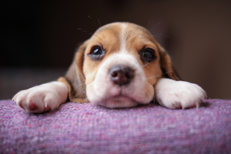 Close-Up Portrait Of Dog At Home