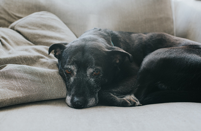 Elderly black dog on couch