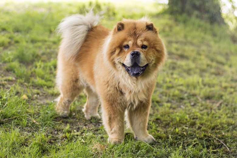 Chow Chow