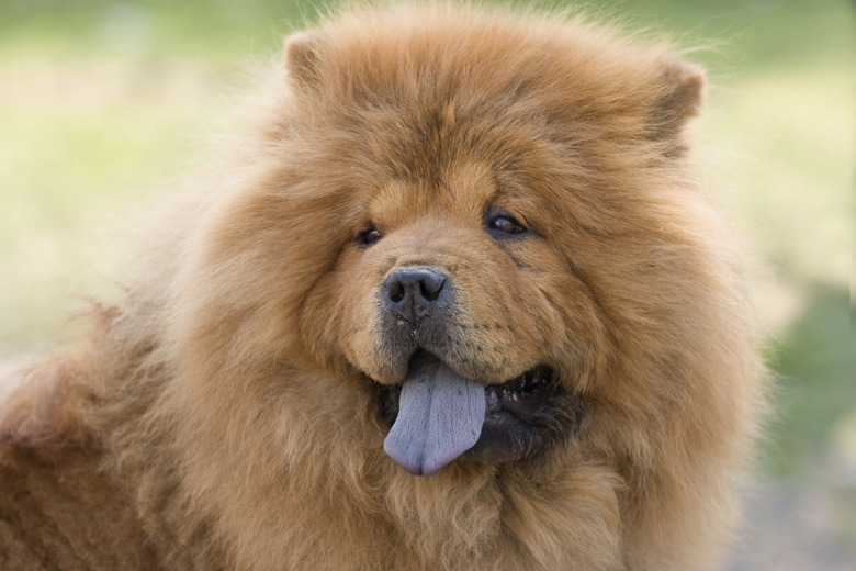 portrait chow-chow