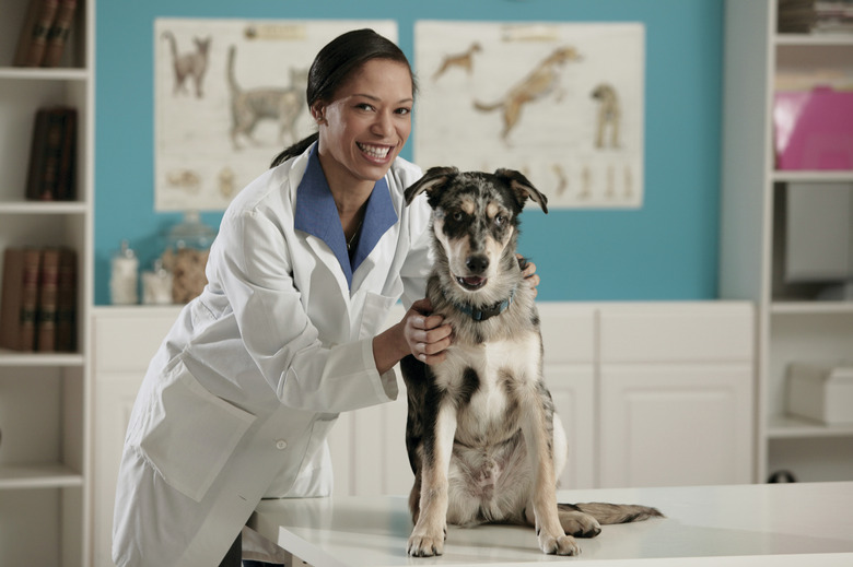 Veterinarian with dog