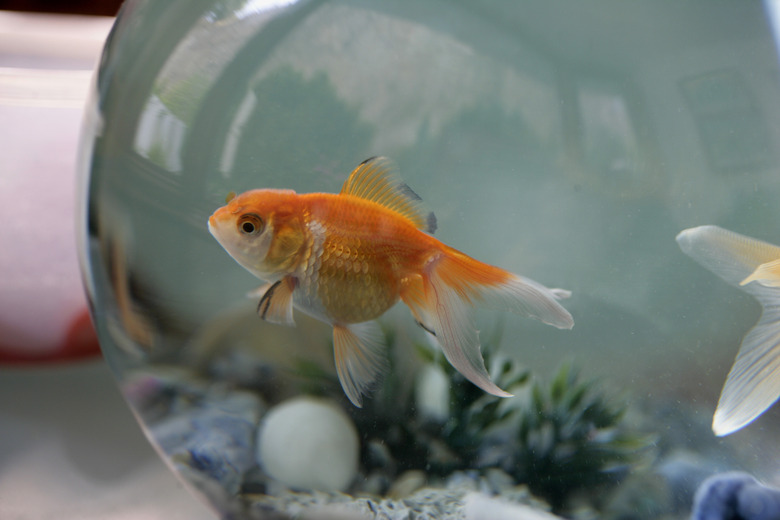 Goldfish in Bowl