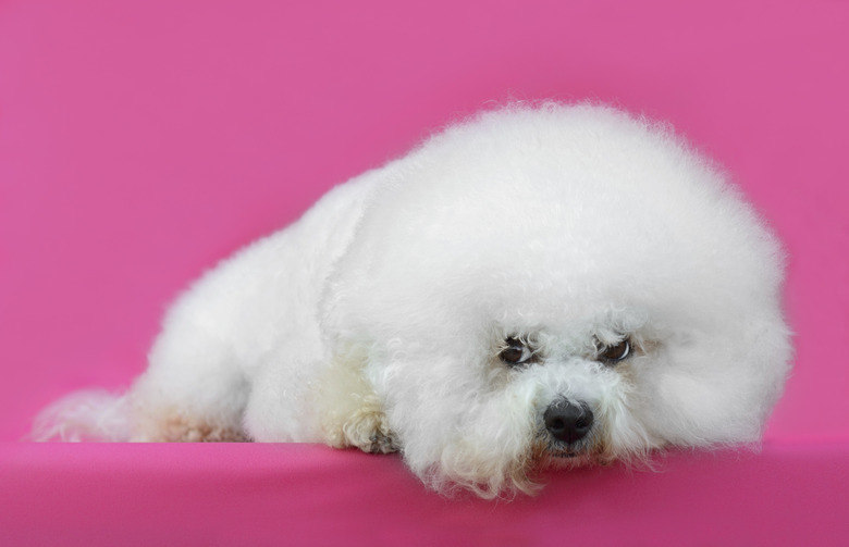 Young Bichon Frise dog