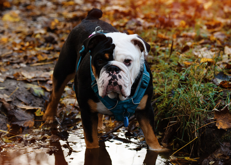 Black tri-color english british bulldog in blue harness standing in a puddle on sunny day