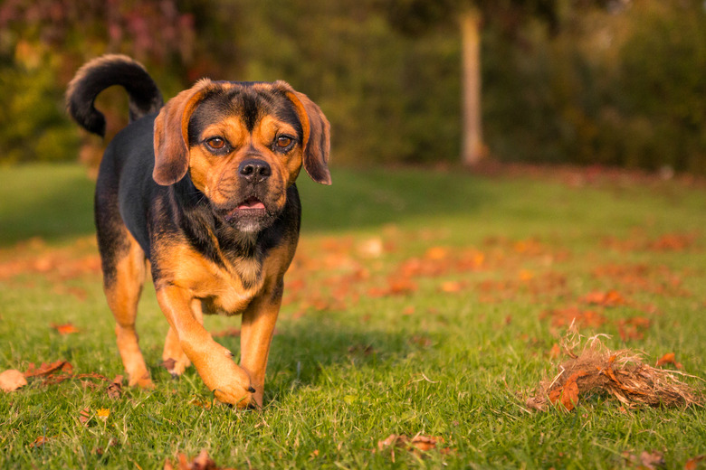 Small Sweet Dog (Puggle) in Autumn