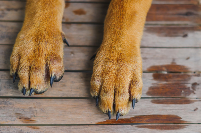 Low Section Of Dog Relaxing On Floorboard