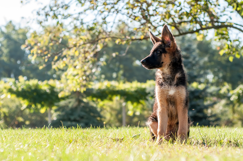 A german shepherd puppy sitting on the grass of a backyard