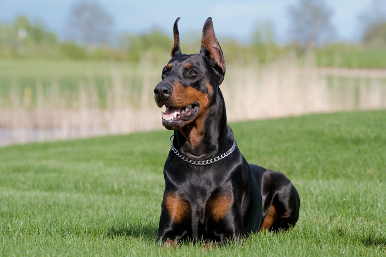 portrait of black dobermann