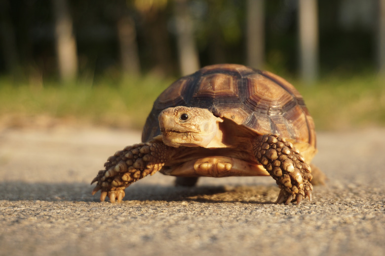 African Sulcata Tortoise Natural Habitat