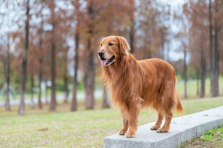 Golden Retriever walking in the park