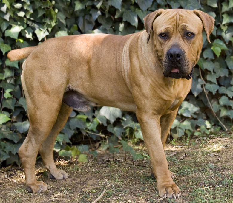 boerboel dog