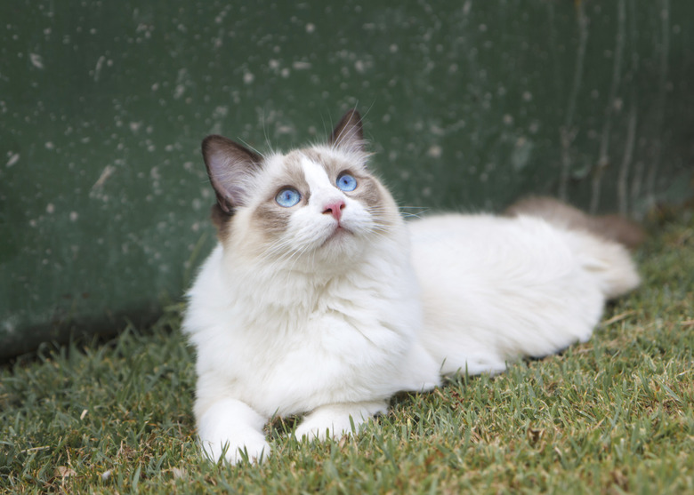 Ragdoll Kitten Watching the Sky