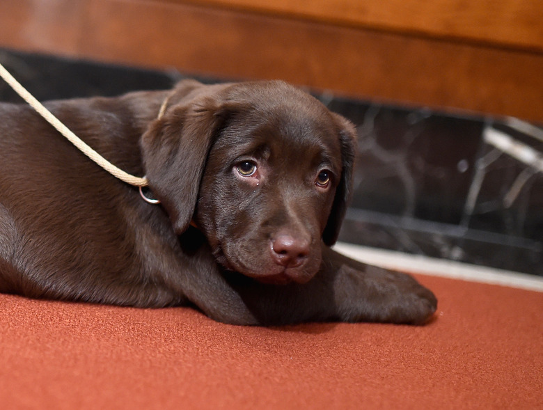 American Kennel Club Presents The Nation's Most Popular Breeds Of 2015