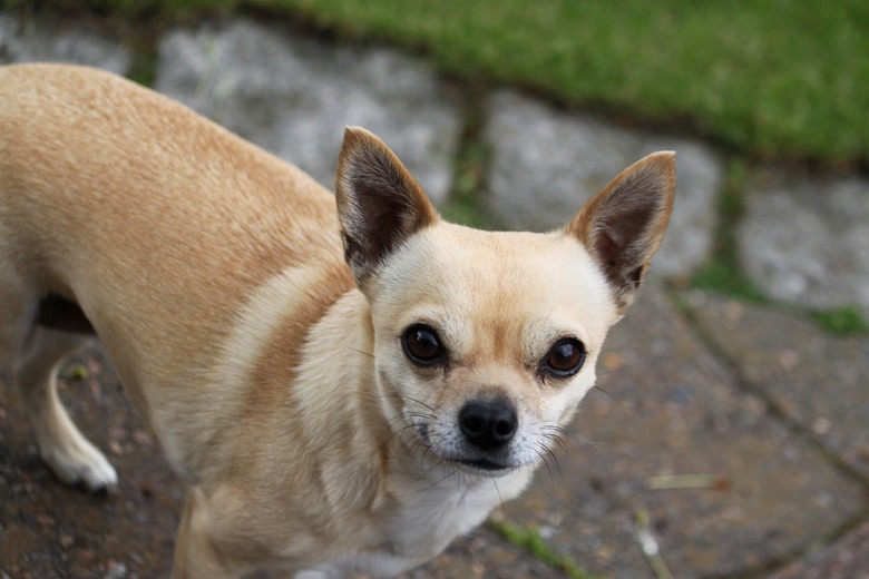 Chihuahua Portrait