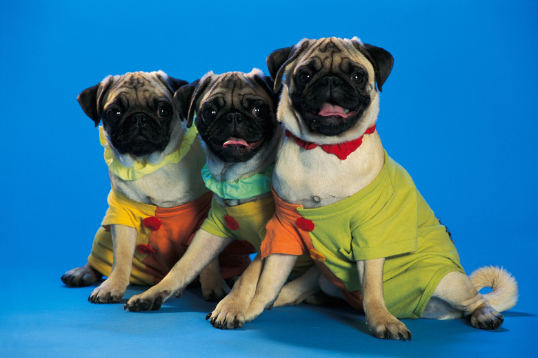 Types of pugs fashion