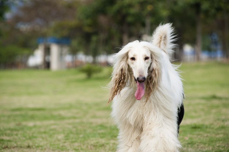 A white afghan walking in a park.