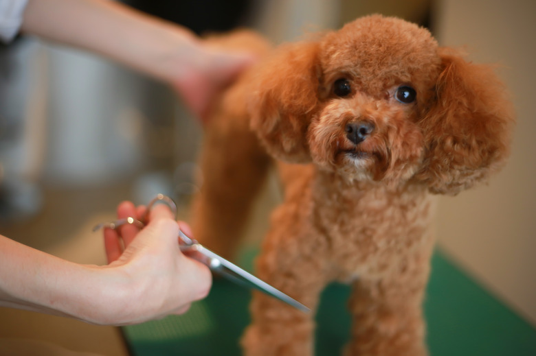 Small dog trimming