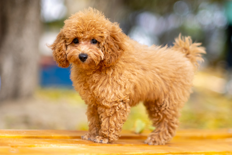 Teddy bear poodles on sale