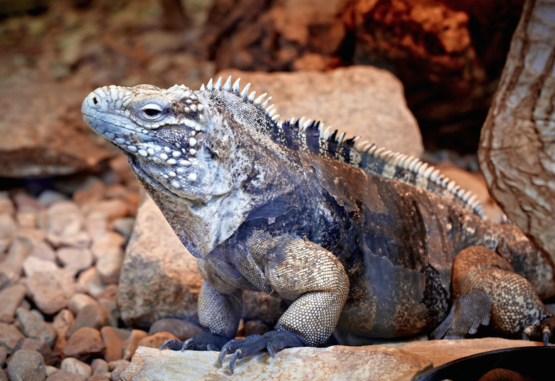 Cuban iguana