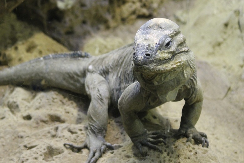 Rhinoceros Iguana (Cyclura cornuta)