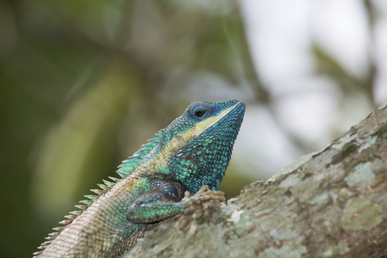 Tree gecko on the branch.