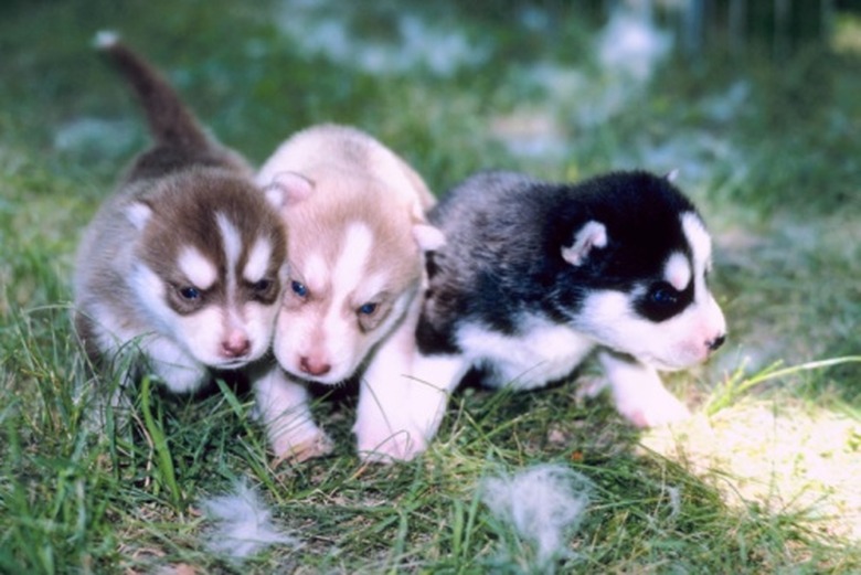 Three differently colored Siberian husky puppies