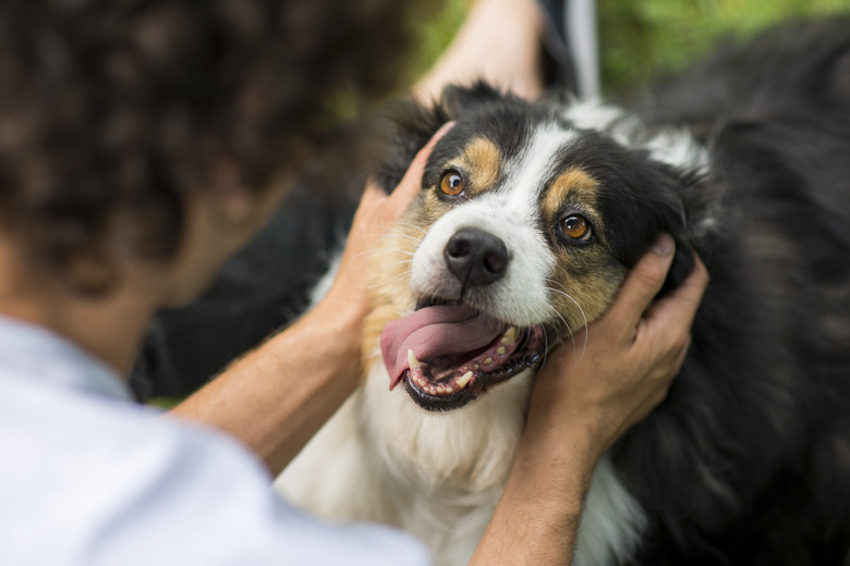 happy dog looking up at owner