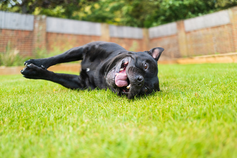 Staffordshire Bull Terrier dog lying on his side on grass smiling, looking at the camera taken at ground level. He is looking at the camera.