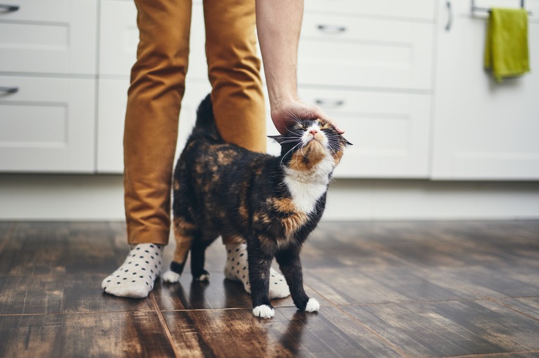 Low Section Of Man With Cat On Hardwood Floor In Kitchen At Home