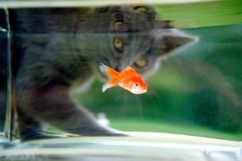 Cat watching a goldfish