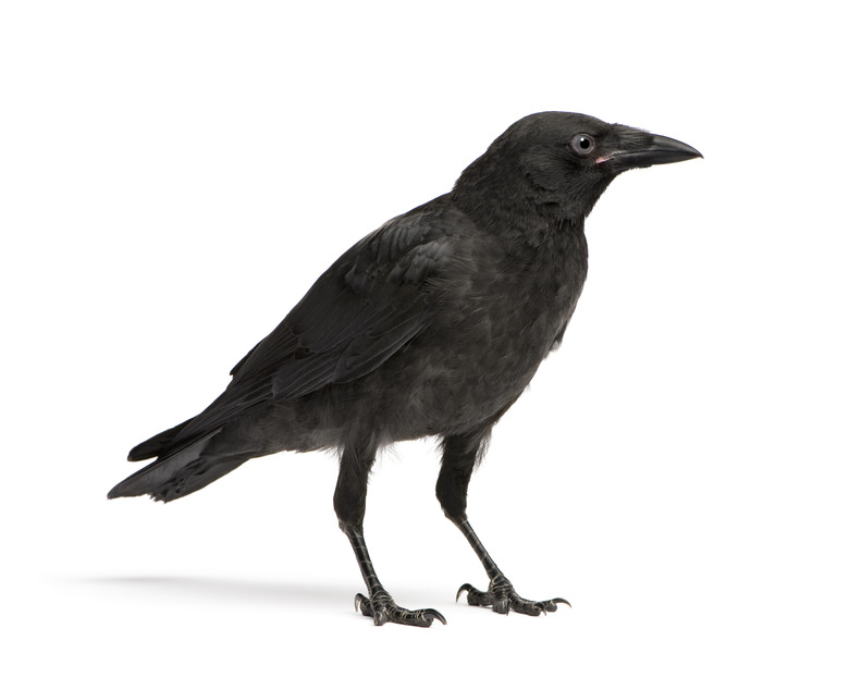 Side view of a young crow isolated on white