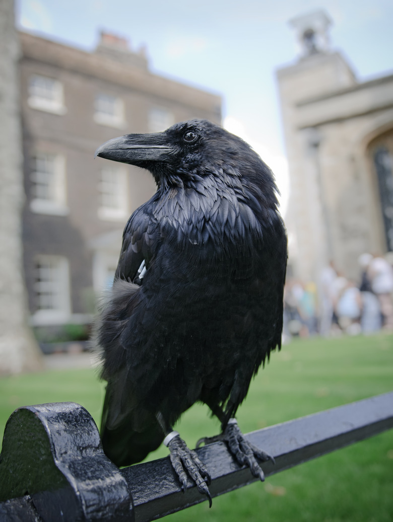 Raven in the Tower of London, UK