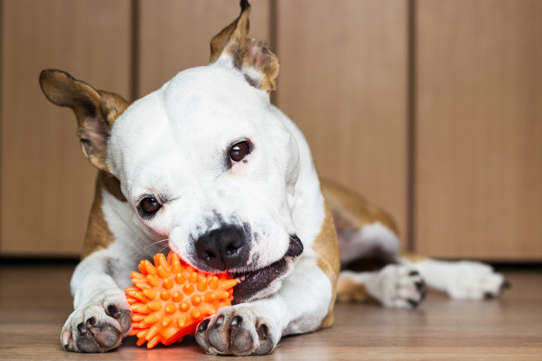 Dog swallowed toy stuffing best sale