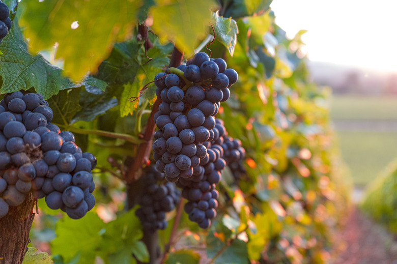 grape clusters on the vine in the afternoon sun