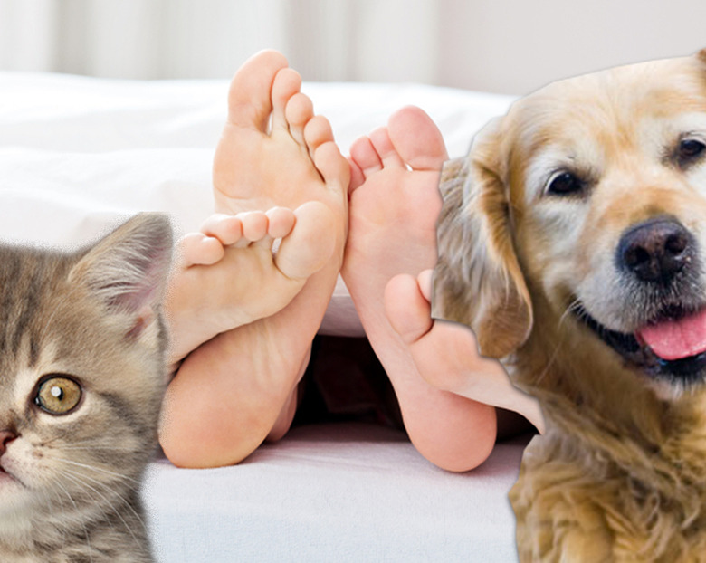 dog and cat with human feet in backcground