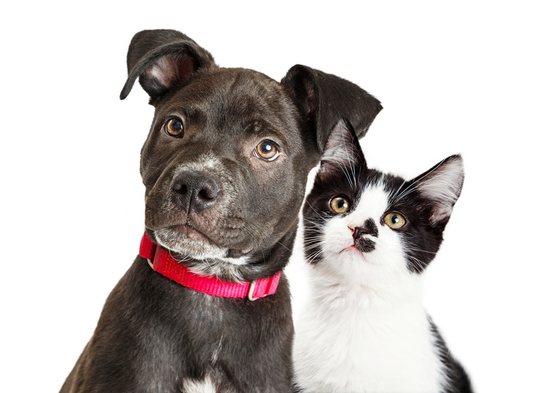 Puppy and Kitten Closeup Over White