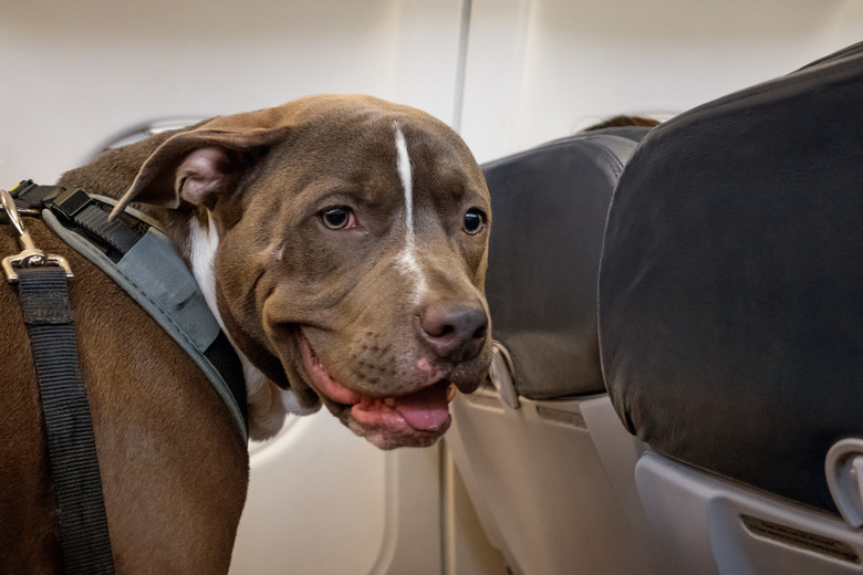 Dog Traveling on Airplane