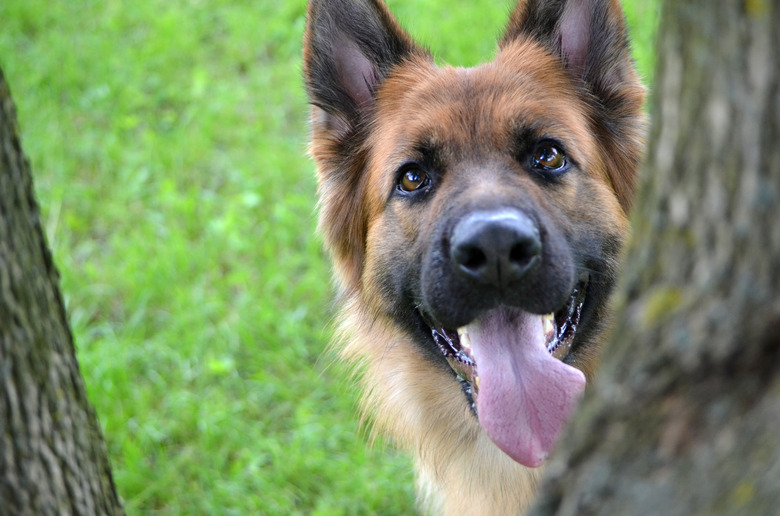 Why Do Dogs Eat Tree Bark Cuteness